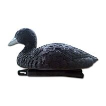 Meerkoet (ware grote)