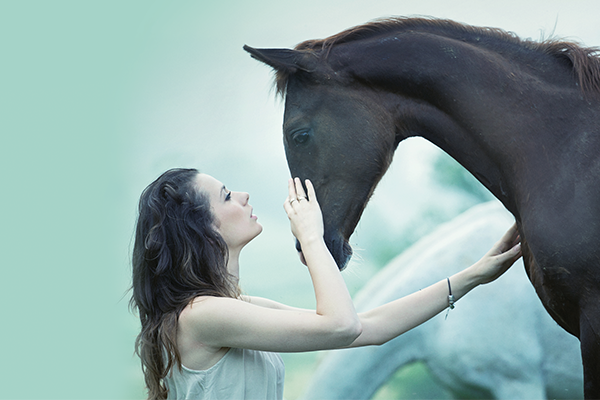 Paarden