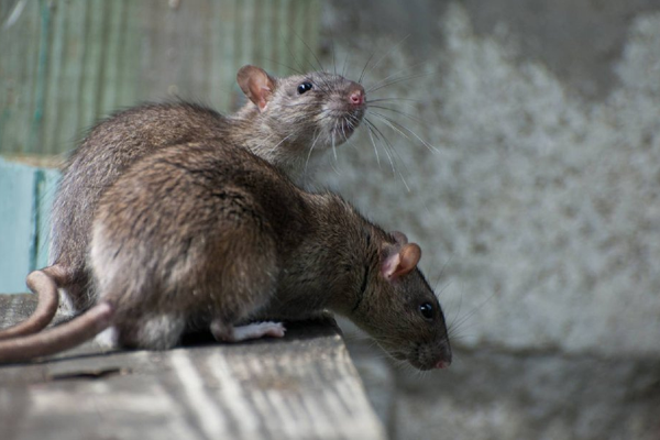 Ratten