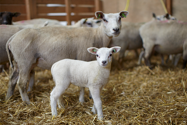 Schapen